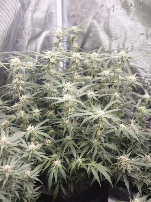SG and SS Autos 6 Plants. Week 11