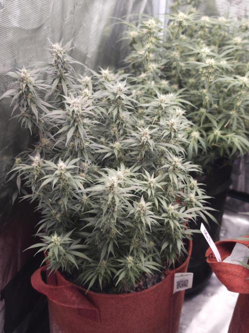 SG and SS Autos 6 Plants. Week 11
