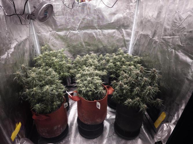 SG and SS Autos 6 Plants. Week 11