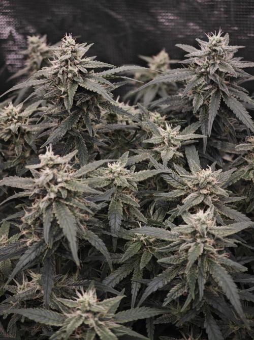 SG and SS Autos 6 Plants. Week 11