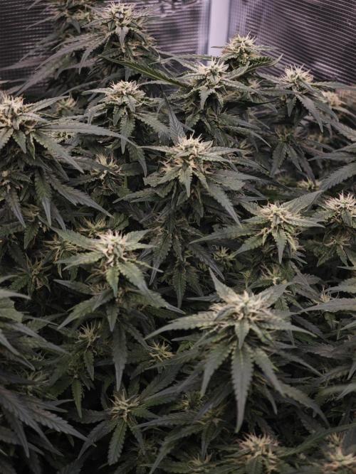 SG and SS Autos 6 Plants. Week 11