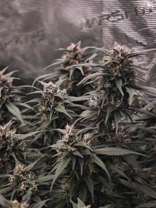SG and SS Autos 6 Plants. Week 11