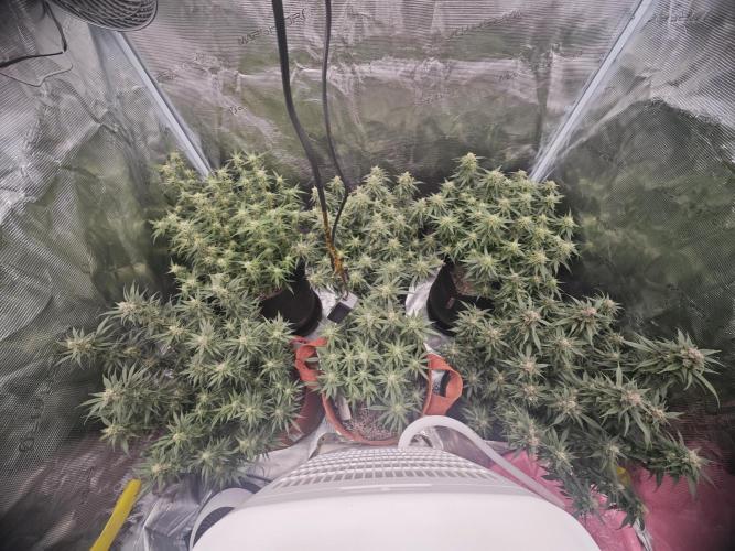 SG and SS Autos 6 Plants. Week 12