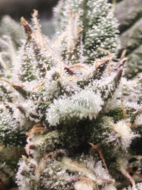 SG and SS Autos 6 Plants. Week 12