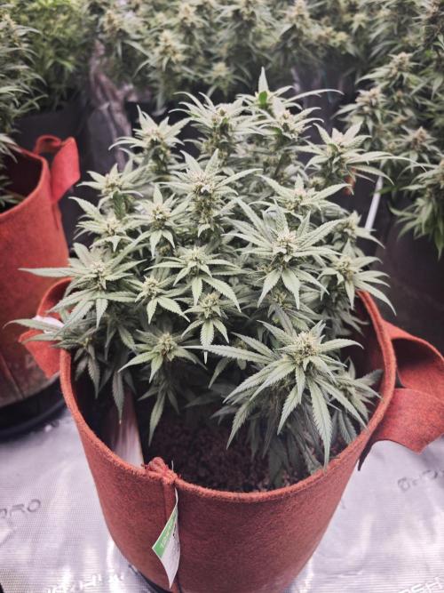 SG and SS Autos 6 Plants. Week 12