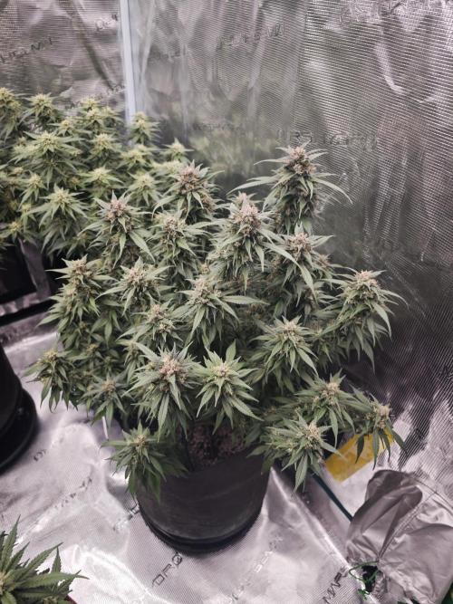SG and SS Autos 6 Plants. Week 12