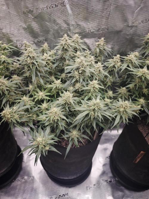 SG and SS Autos 6 Plants. Week 12