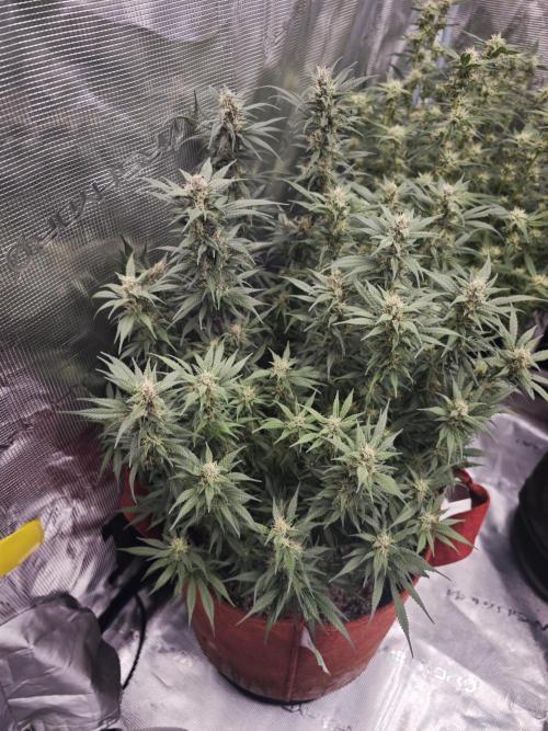 SG and SS Autos 6 Plants. Week 12