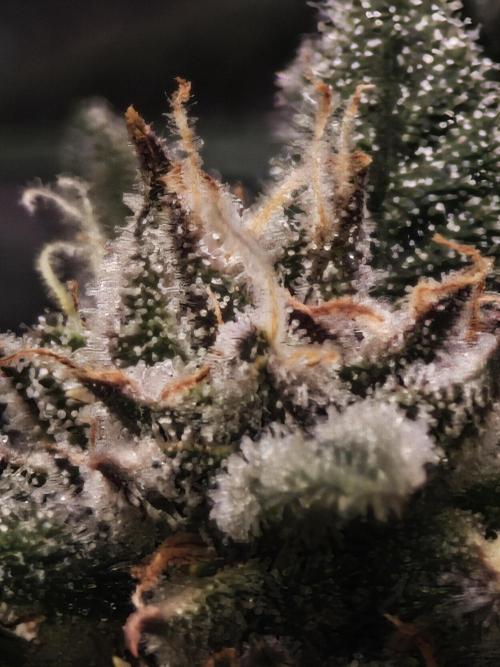 SG and SS Autos 6 Plants