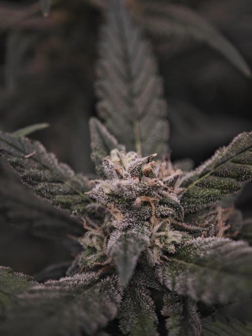 SG and SS Autos 6 Plants. Week 12