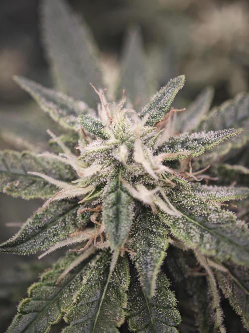 SG and SS Autos 6 Plants. Week 12