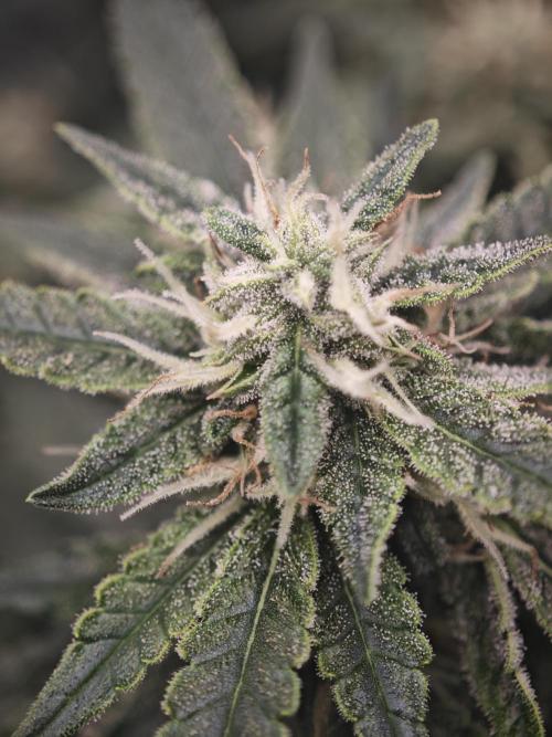 SG and SS Autos 6 Plants. Week 12