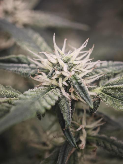 SG and SS Autos 6 Plants. Week 12