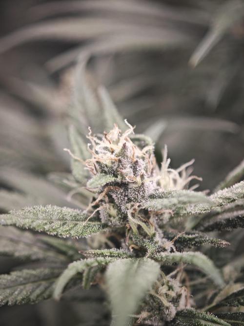 SG and SS Autos 6 Plants. Week 12