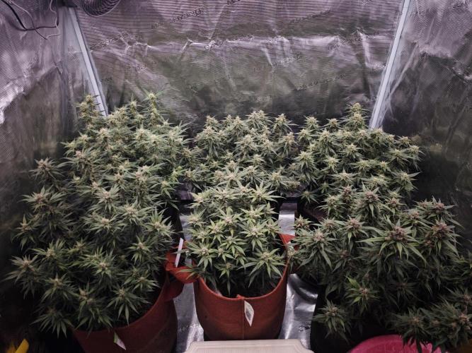SG and SS Autos 6 Plants. Week 12