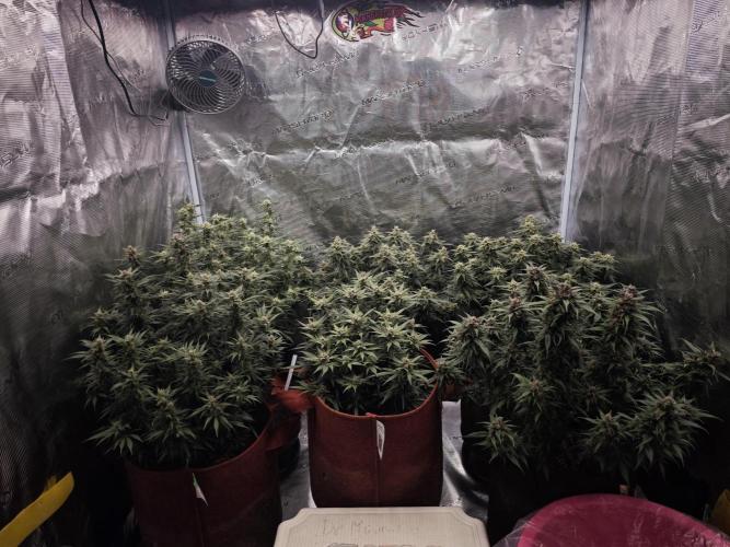 SG and SS Autos 6 Plants. Week 12