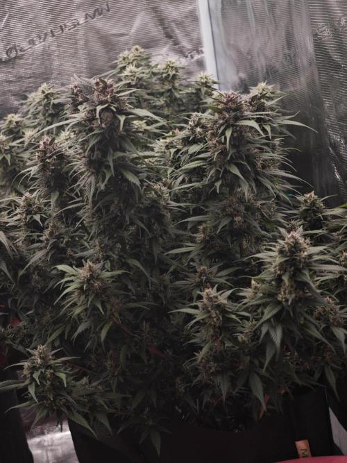 SG and SS Autos 6 Plants. Week 12