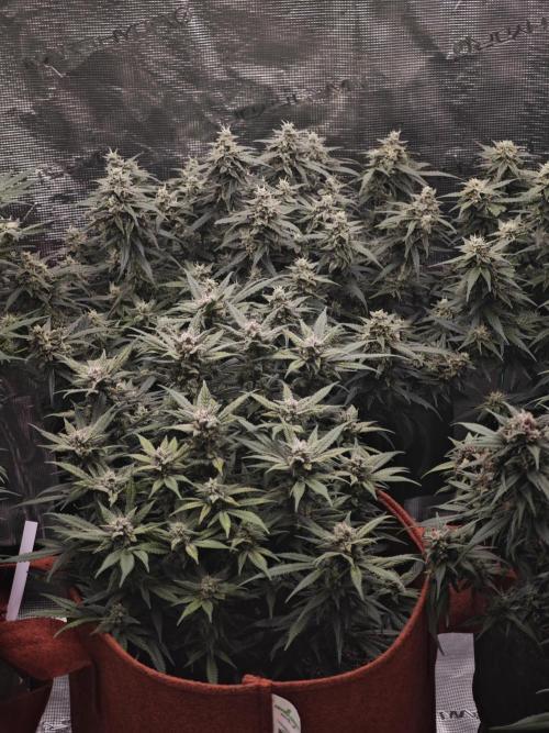 SG and SS Autos 6 Plants. Week 12