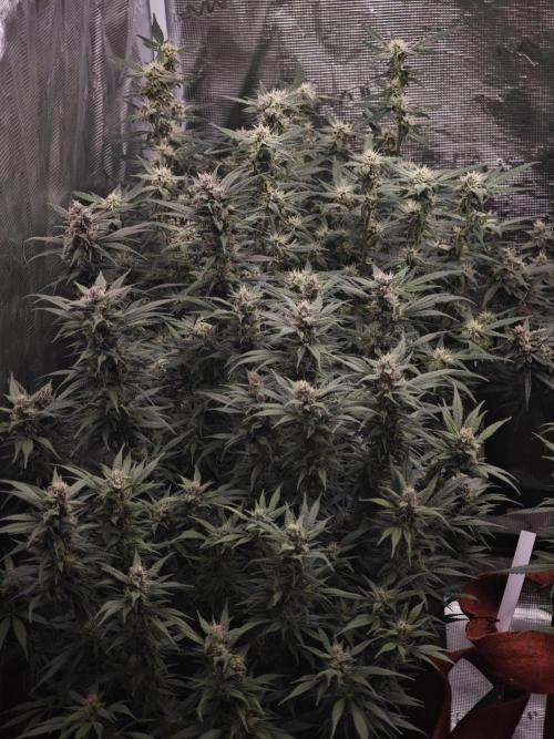 SG and SS Autos 6 Plants. Week 12