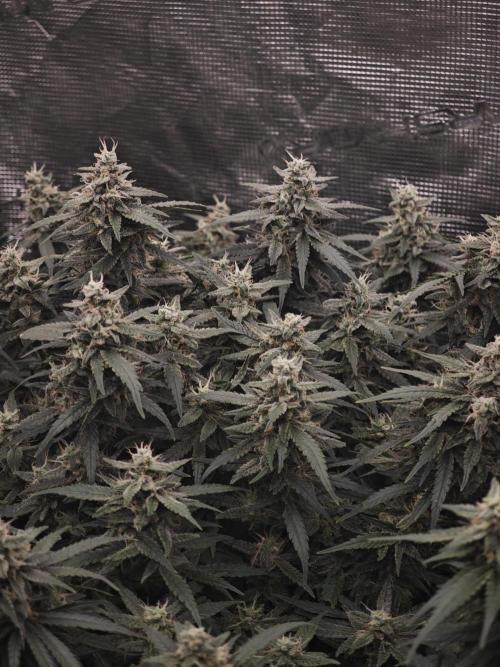 SG and SS Autos 6 Plants. Week 12