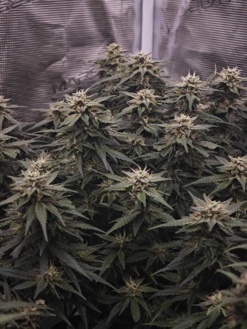 SG and SS Autos 6 Plants. Week 12