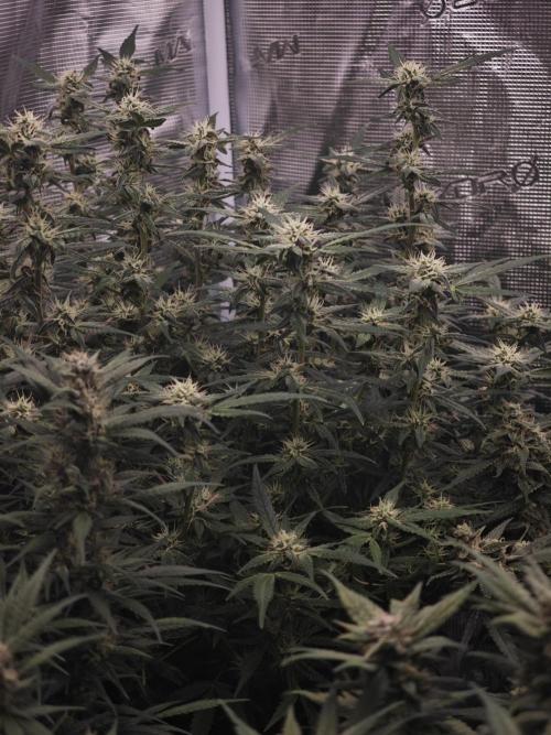 SG and SS Autos 6 Plants. Week 12
