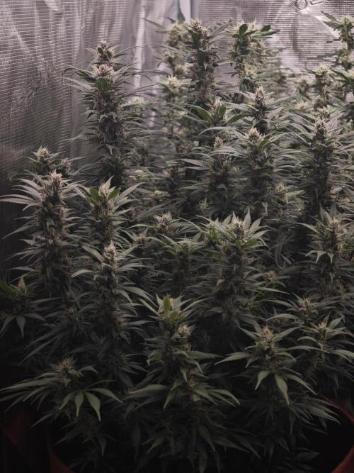 SG and SS Autos 6 Plants. Week 12