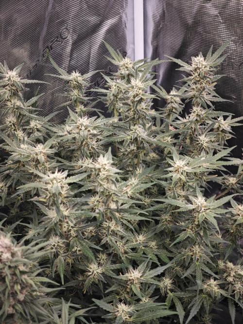 SG and SS Autos 6 Plants. Week 13