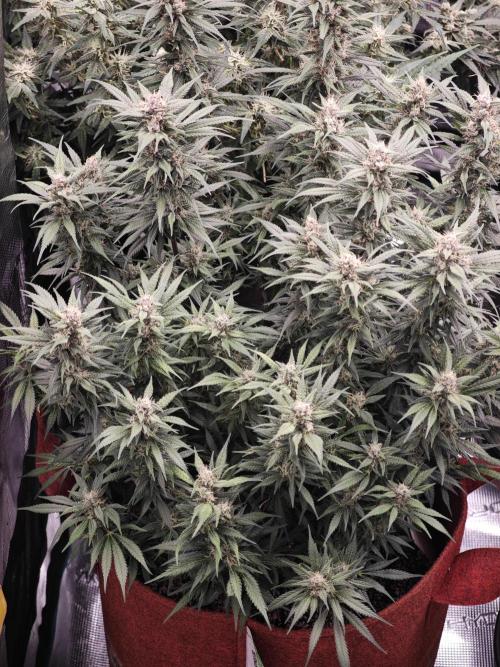 SG and SS Autos 6 Plants. Week 13