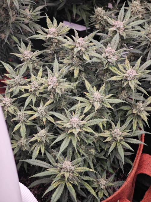 SG and SS Autos 6 Plants. Week 13