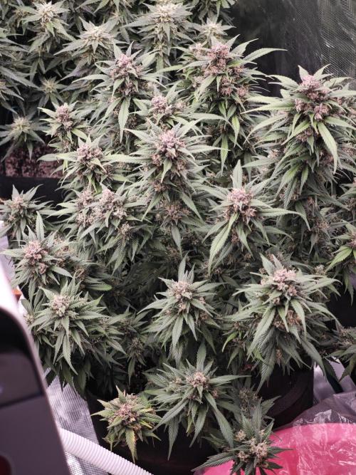 SG and SS Autos 6 Plants. Week 13