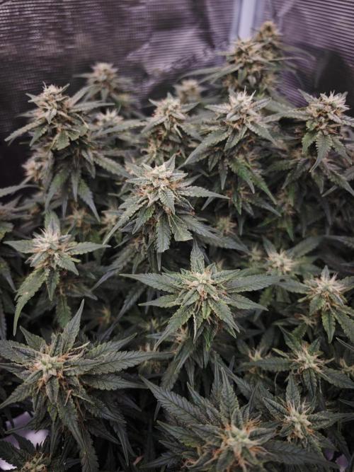 SG and SS Autos 6 Plants. Week 13