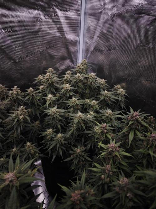 SG and SS Autos 6 Plants. Week 13