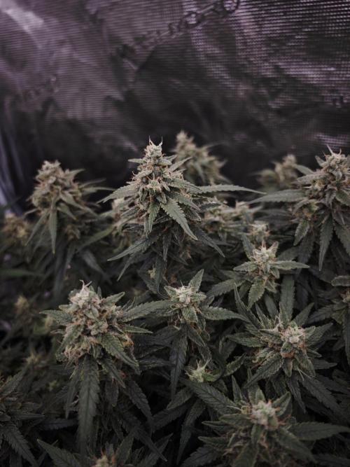 SG and SS Autos 6 Plants. Week 13
