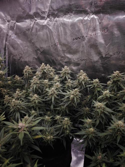 SG and SS Autos 6 Plants. Week 13