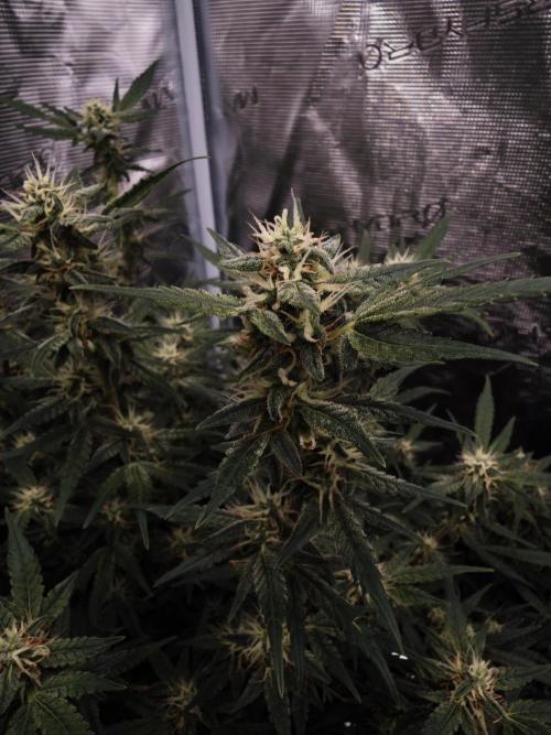 SG and SS Autos 6 Plants. Week 13