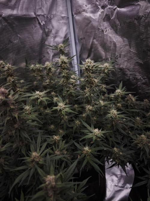 SG and SS Autos 6 Plants. Week 13