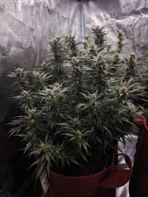 SG and SS Autos 6 Plants. Week 13