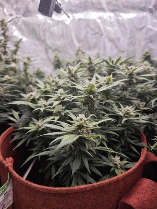 SG and SS Autos 6 Plants. Week 13