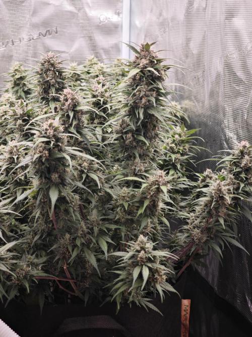 SG and SS Autos 6 Plants. Week 13