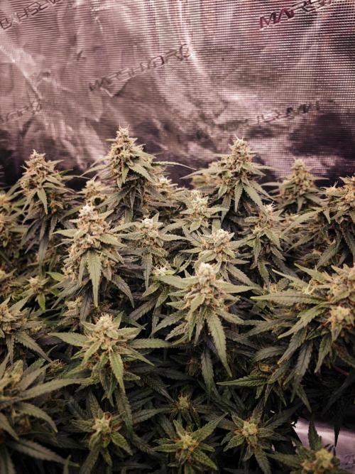 SG and SS Autos 6 Plants. Week 13