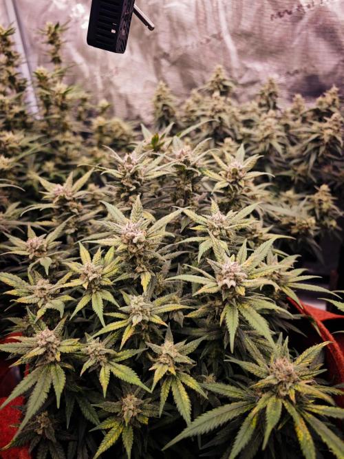 SG and SS Autos 6 Plants. Week 13