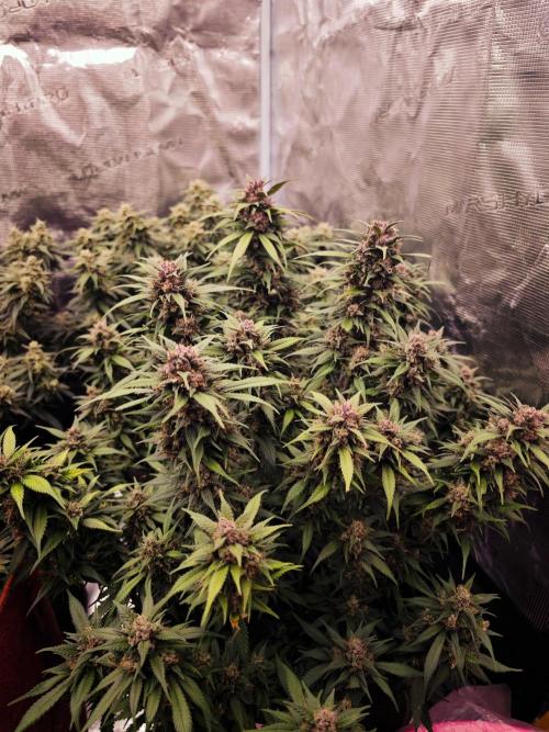 SG and SS Autos 6 Plants. Week 13