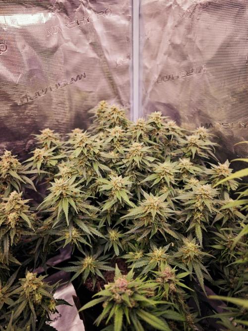 SG and SS Autos 6 Plants. Week 13