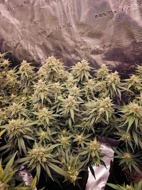SG and SS Autos 6 Plants. Week 13
