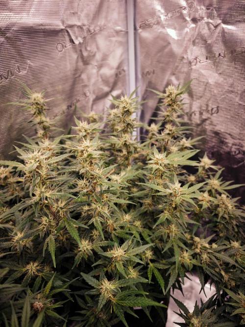 SG and SS Autos 6 Plants. Week 13