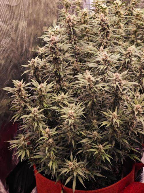 SG and SS Autos 6 Plants. Week 13