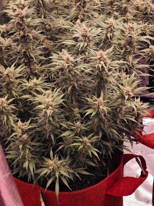 SG and SS Autos 6 Plants. Week 13