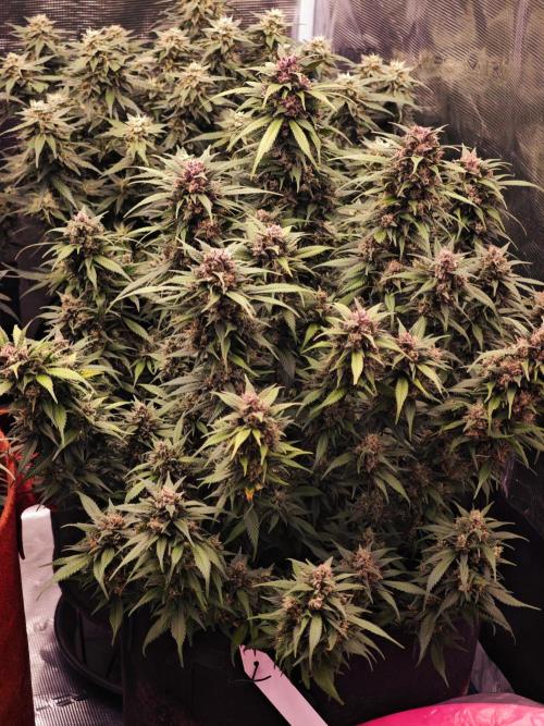 SG and SS Autos 6 Plants. Week 13