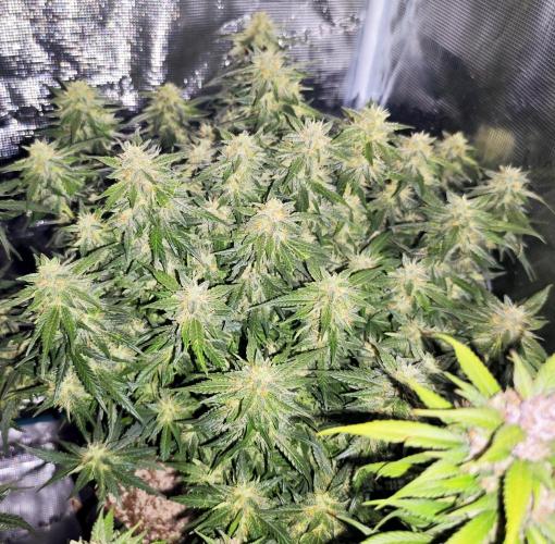 SG and SS Autos 6 Plants. Week 13